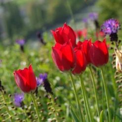 Tulip Aximensis -Cheap Ethereal Yard Store tulip aximensis 5