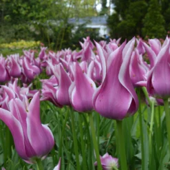 Tulip 'Ballade' 12 Tulip 'Ballade' -Cheap Ethereal Yard Store tulip ballade 1