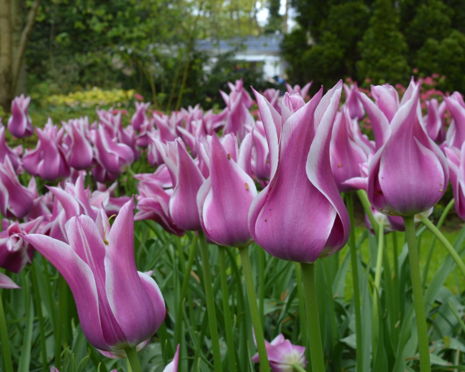 Tulip 'Ballade' 6 Tulip 'Ballade' - Image 6