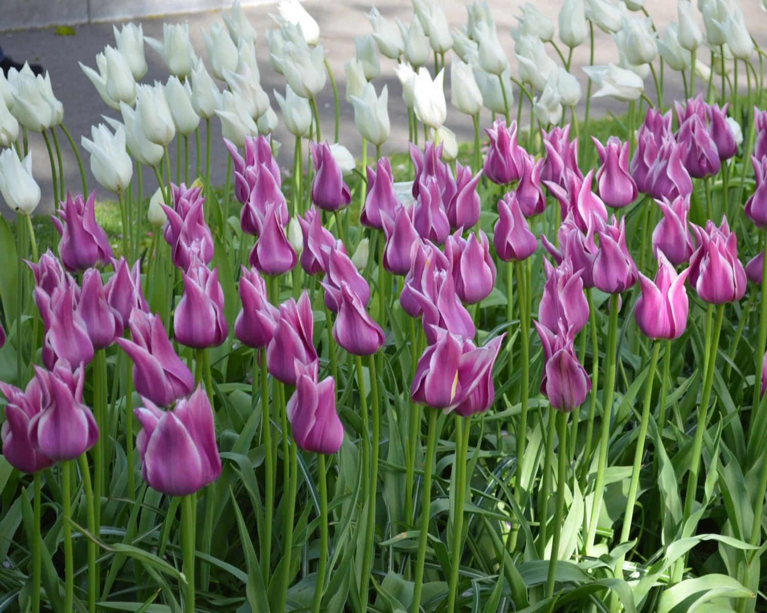 Tulip 'Ballade' 3 Tulip 'Ballade' - Image 3