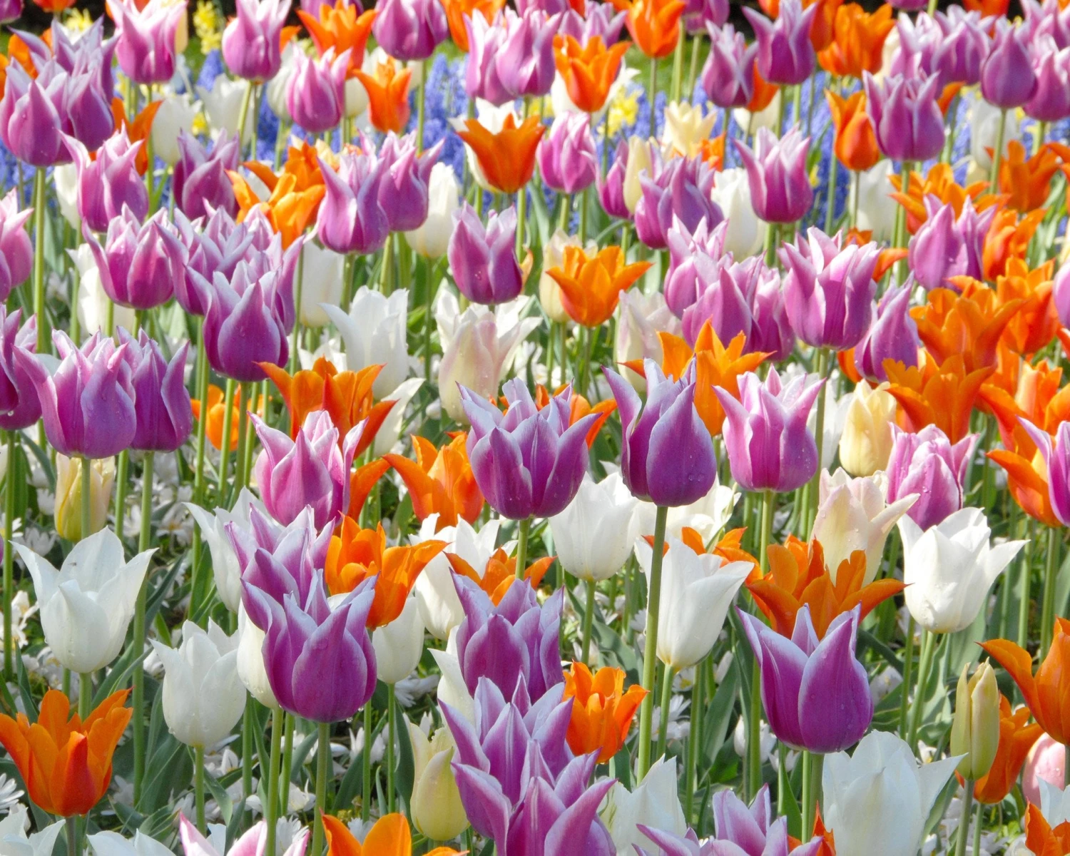 Tulip 'Ballade' 5 Tulip 'Ballade' - Image 5