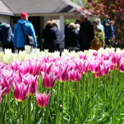 Tulip 'Ballade' 13 Tulip 'Ballade' -Cheap Ethereal Yard Store tulip ballade 3 7c6f5102 6e2a 4cff 8a95 f7496362a448