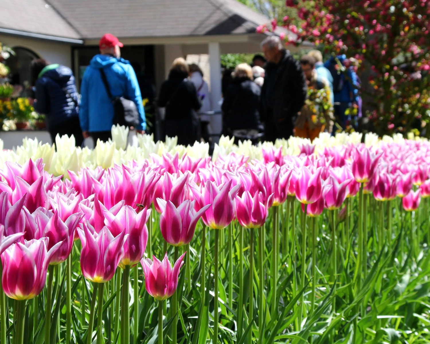 Tulip 'Ballade' 7 Tulip 'Ballade' - Image 7