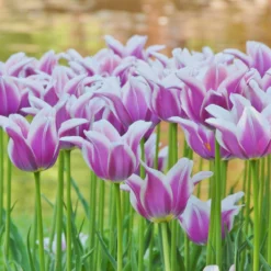 Tulip 'Ballade' 10 Tulip 'Ballade' -Cheap Ethereal Yard Store tulip ballade 5