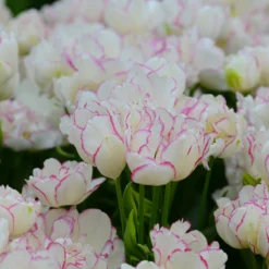 Tulip 'Belicia' -Cheap Ethereal Yard Store tulip belicia 2