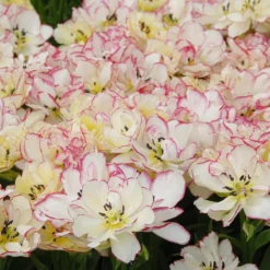 Tulip 'Belicia' -Cheap Ethereal Yard Store tulip belicia 3