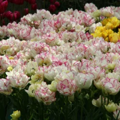 Tulip 'Belicia' -Cheap Ethereal Yard Store tulip belicia 3 86689a3c bae6 42b7 ac42 599c193cf816