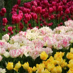 Tulip 'Belicia' -Cheap Ethereal Yard Store tulip belicia 4 ff9d3475 810c 4b13 a9f9 bc1f620a54bd