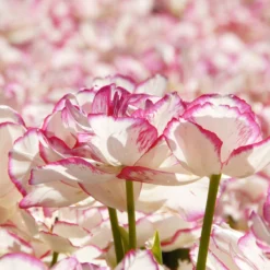 Tulip 'Belicia' -Cheap Ethereal Yard Store tulip belicia 5