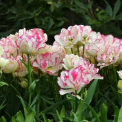 Tulip 'Belicia' -Cheap Ethereal Yard Store tulip belicia 5 b16a5252 1c06 470b a672 646c08a6760b