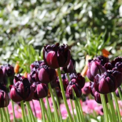 Tulip 'Black Hero' -Cheap Ethereal Yard Store tulip black hero 1 156c0c77 3f04 49bd 9593 4252c98671dd