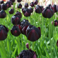 Tulip 'Black Hero' -Cheap Ethereal Yard Store tulip black hero 2