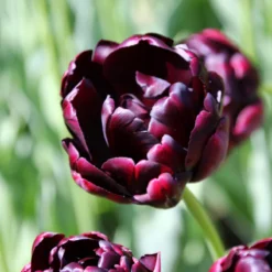 Tulip 'Black Hero' -Cheap Ethereal Yard Store tulip black hero 2 6fa795c9 acea 48c8 bbd6 5d92ad41083e