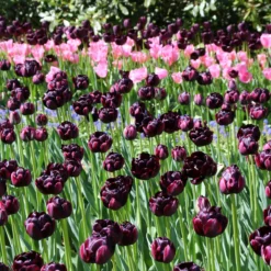 Tulip 'Black Hero' -Cheap Ethereal Yard Store tulip black hero 3 5148c29a 36d6 402a 88d4 ec94d1a21654