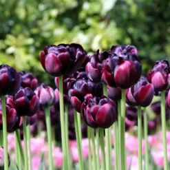 Tulip 'Black Hero' -Cheap Ethereal Yard Store tulip black hero 4 800a10de 59f0 49a4 aa60 dc6bfa11d119