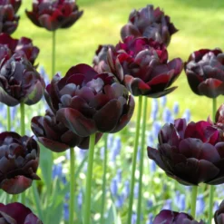Tulip 'Black Hero' -Cheap Ethereal Yard Store tulip black hero 7
