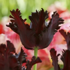 Tulip 'Black Parrot' -Cheap Ethereal Yard Store tulip black parrot 1 cd905e29 b8fc 493d aa0b 9f10c2fb86bf