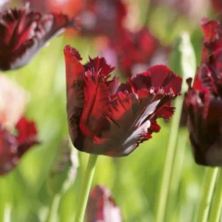 Tulip 'Black Parrot' -Cheap Ethereal Yard Store tulip black parrot 2 d4534a07 9d42 45e0 8c0b c3aaeb3e862d scaled