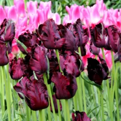 Tulip 'Black Parrot' -Cheap Ethereal Yard Store tulip black parrot 3 291b1288 3a27 4c3e b583 613db30689d0
