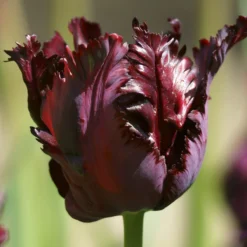 Tulip 'Black Parrot' -Cheap Ethereal Yard Store tulip black parrot 3 e38081cf 112f 4049 a1d3 4ae64804feb0 scaled