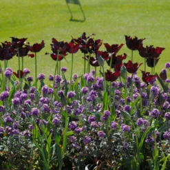 Tulip 'Black Parrot' -Cheap Ethereal Yard Store tulip black parrot 4