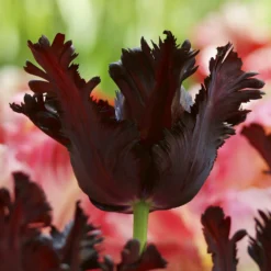 Tulip 'Black Parrot' -Cheap Ethereal Yard Store tulip black parrot 4 10753e7a 038d 449d aa38 0d776718e24d