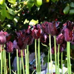 Tulip 'Black Parrot' -Cheap Ethereal Yard Store tulip black parrot 5 2fd74c9a 246e 4e2c 8235 573a9b30789c