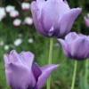 Tulip 'Bleu Aimable'