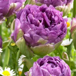 Tulip 'Blue Wow' -Cheap Ethereal Yard Store tulip blue wow 1
