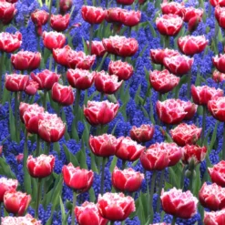Tulip 'Queensland' -Cheap Ethereal Yard Store tulip brest 1 1dbae36a bbc8 42c8 9f9d c578135c76d4 scaled