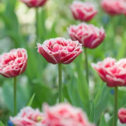 Tulip 'Queensland' -Cheap Ethereal Yard Store tulip brest 2