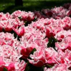 Tulip 'Queensland' -Cheap Ethereal Yard Store tulip brest 2 3f1c3b50 65ae 4724 8d94 b0fe7b274ae2 scaled