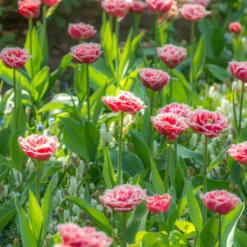 Tulip 'Queensland' -Cheap Ethereal Yard Store tulip brest 3