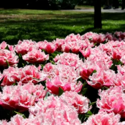 Tulip 'Queensland' -Cheap Ethereal Yard Store tulip brest 3 349568e3 70e7 4b20 bbc1 0cb14de77315