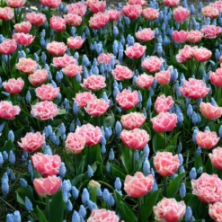 Tulip 'Queensland' -Cheap Ethereal Yard Store tulip brest 4