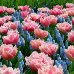 New Products -Cheap Ethereal Yard Store tulip brest 5