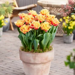 Tulip 'Brisbane' -Cheap Ethereal Yard Store tulip brisbane 1