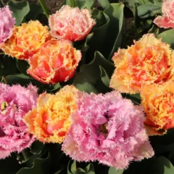 Tulip 'Brisbane' -Cheap Ethereal Yard Store tulip brisbane 10 scaled