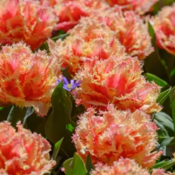 Tulip 'Brisbane' -Cheap Ethereal Yard Store tulip brisbane 11 scaled