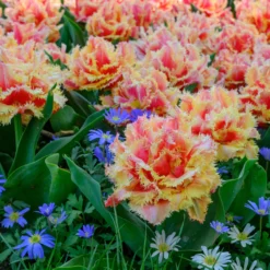 Tulip 'Brisbane' -Cheap Ethereal Yard Store tulip brisbane 14 scaled