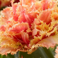 Tulip 'Brisbane' -Cheap Ethereal Yard Store tulip brisbane 3