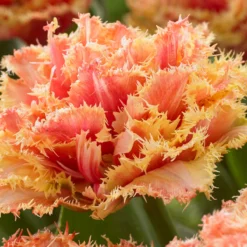 Tulip 'Brisbane' -Cheap Ethereal Yard Store tulip brisbane 6