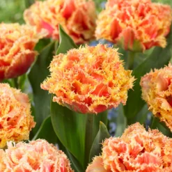 Tulip 'Brisbane' -Cheap Ethereal Yard Store tulip brisbane 8