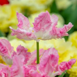 Tulip 'Cabanna' -Cheap Ethereal Yard Store tulip cabanna 1 scaled