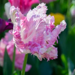Tulip 'Cabanna' -Cheap Ethereal Yard Store tulip cabanna 10