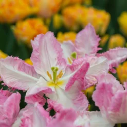 Tulip 'Cabanna' -Cheap Ethereal Yard Store tulip cabanna 2 scaled