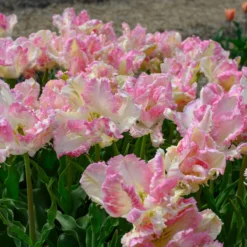 Tulip 'Cabanna' -Cheap Ethereal Yard Store tulip cabanna 4 scaled