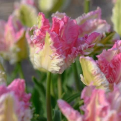 Tulip 'Cabanna' -Cheap Ethereal Yard Store tulip cabanna 5 scaled