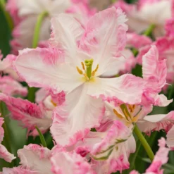 Tulip 'Cabanna' -Cheap Ethereal Yard Store tulip cabanna 6 scaled