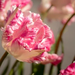 Tulip 'Cabanna' -Cheap Ethereal Yard Store tulip cabanna 8 scaled